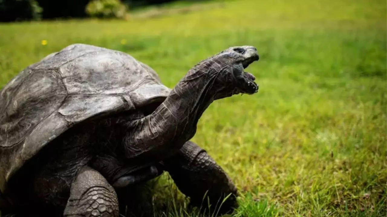 Jonathan the wold's oldest living land mammal has turned 191 years old