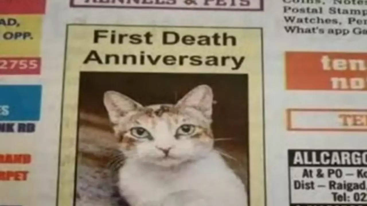 Viral Obituary of 18-Year-Old Cat Chunchu Nair Continues to Touch Hearts