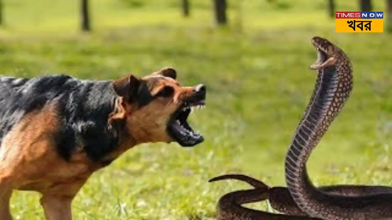 Dog Snake Fight Video