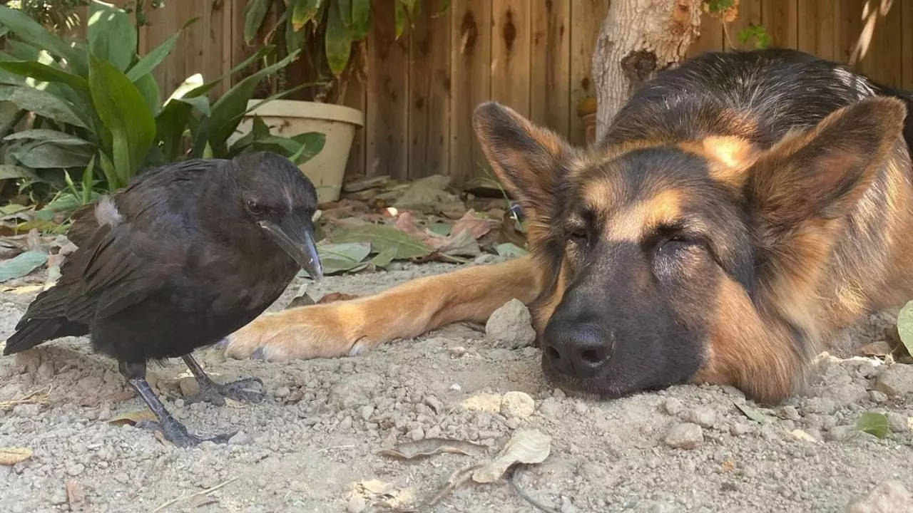 Pepe the rescue crow had fallen from a tree when Jo first found him. He grew up to have a sibling-like bond with Xena, her German shepherd. | Courtesy: @jo.knows.a.crow/Instagram