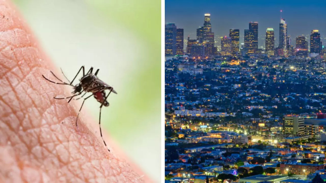 LA Sees More Dengue Fever in People Bitten by Local Mosquitoes 