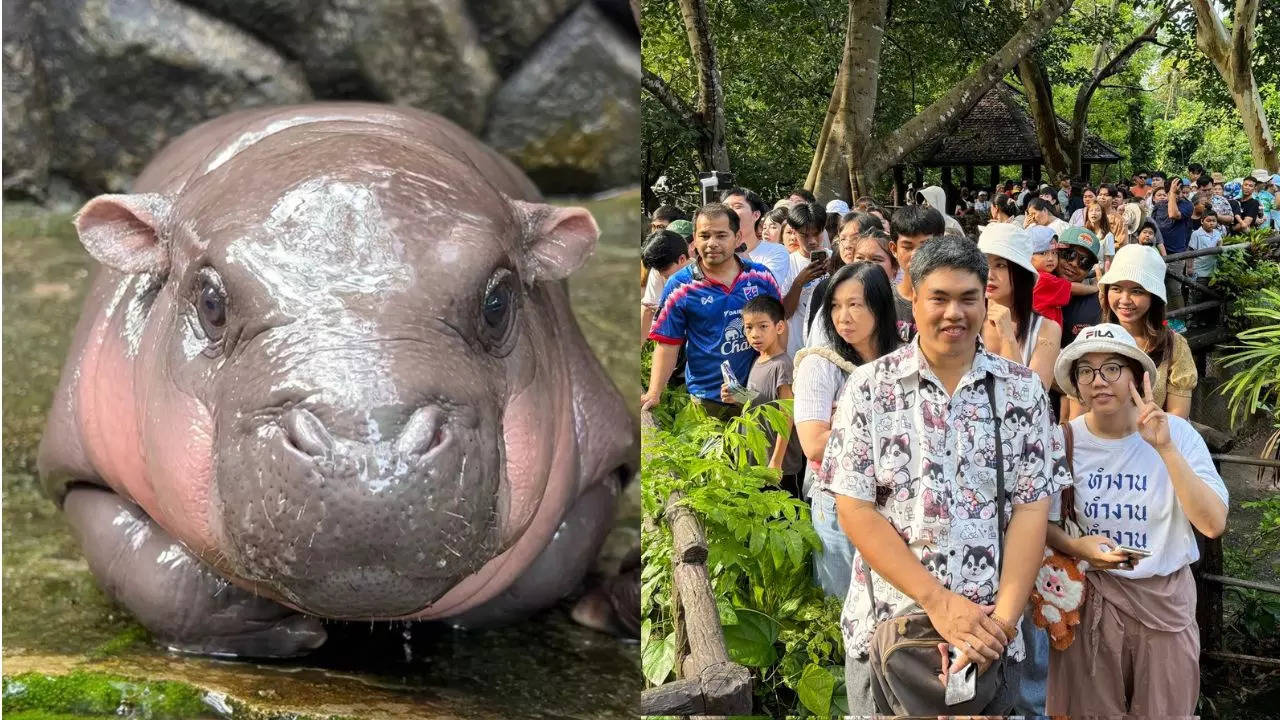 Baby Hippo Moo Deng. Credit: X/kkopzoo