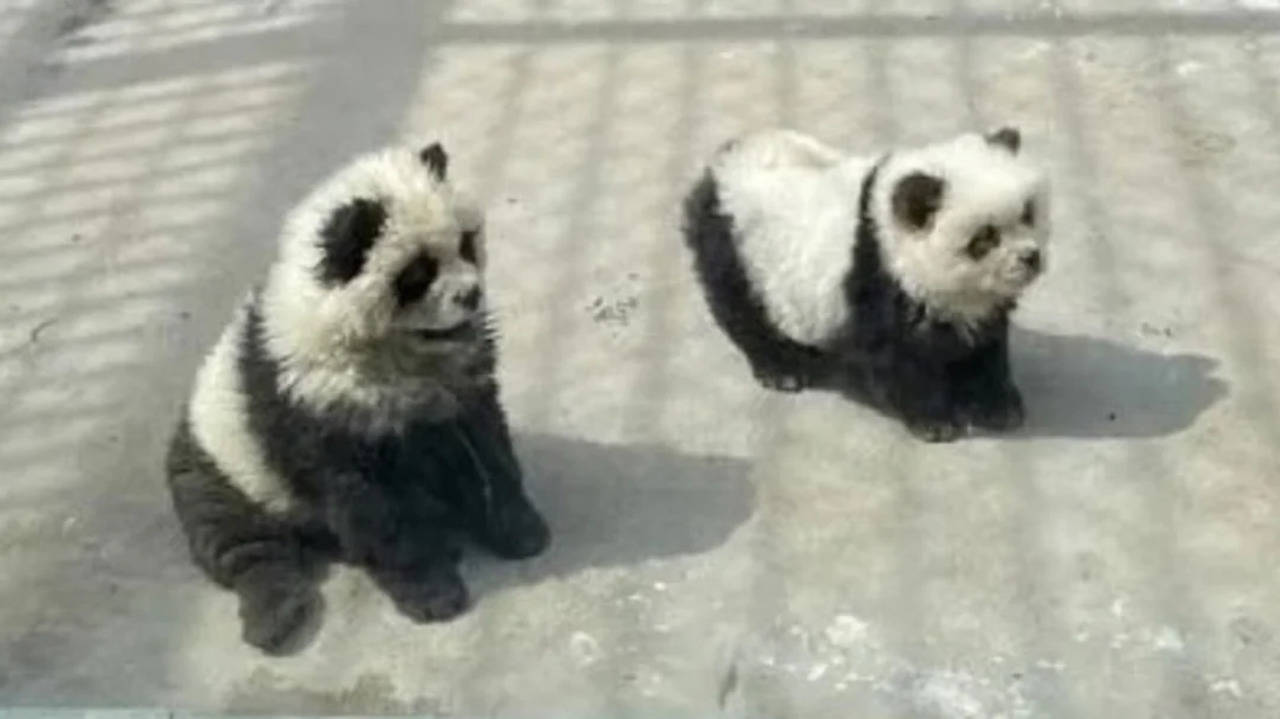 Panda Dogs