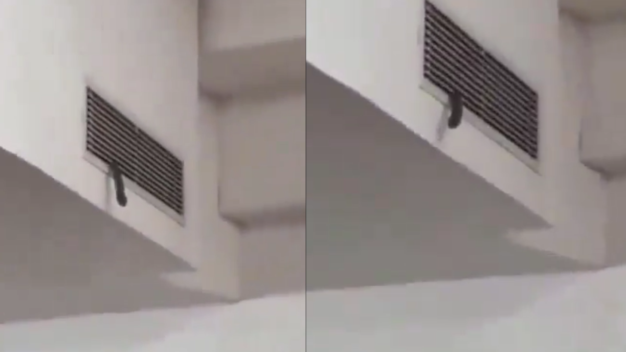 Snake Crawls Out of AC Duct in Noida University Lecture Hall