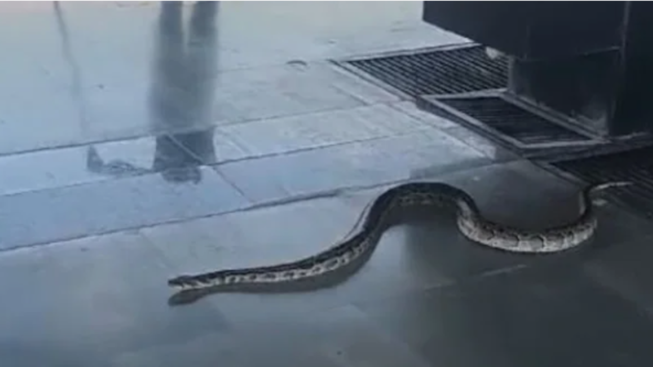 Snake found at Rishikesh Railway Station