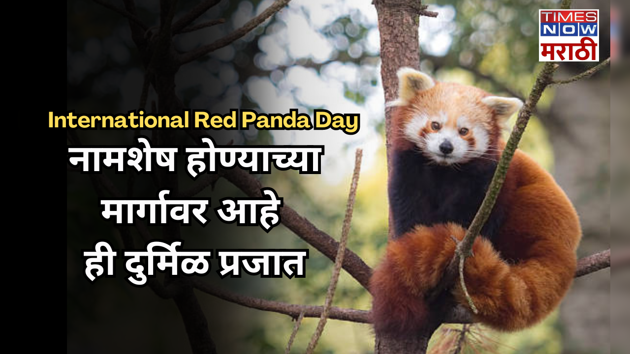 know the importance of international red panda day and where they live in india