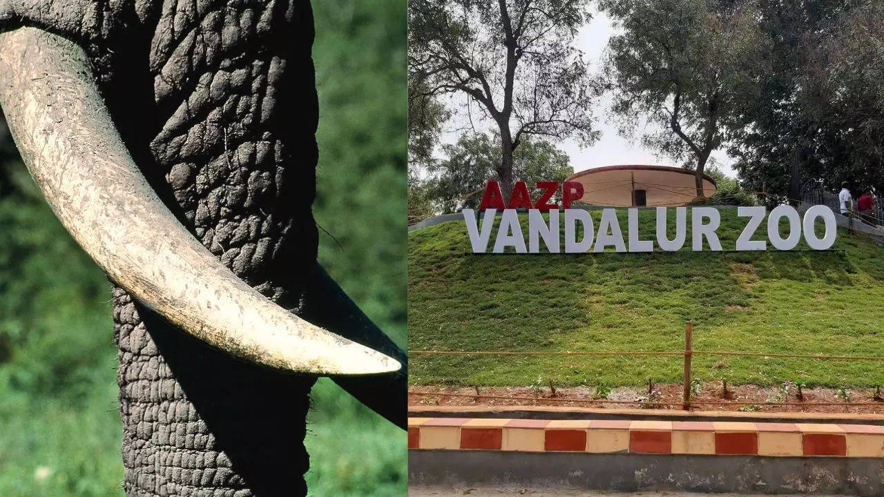 Vandaloor Zoo (2)