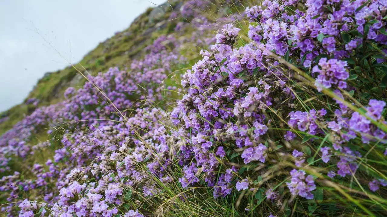 Nilgiri Hills Are Awash With Blue As Neelakurinji Flowers Bloom After 12 Years. Credit: Canva