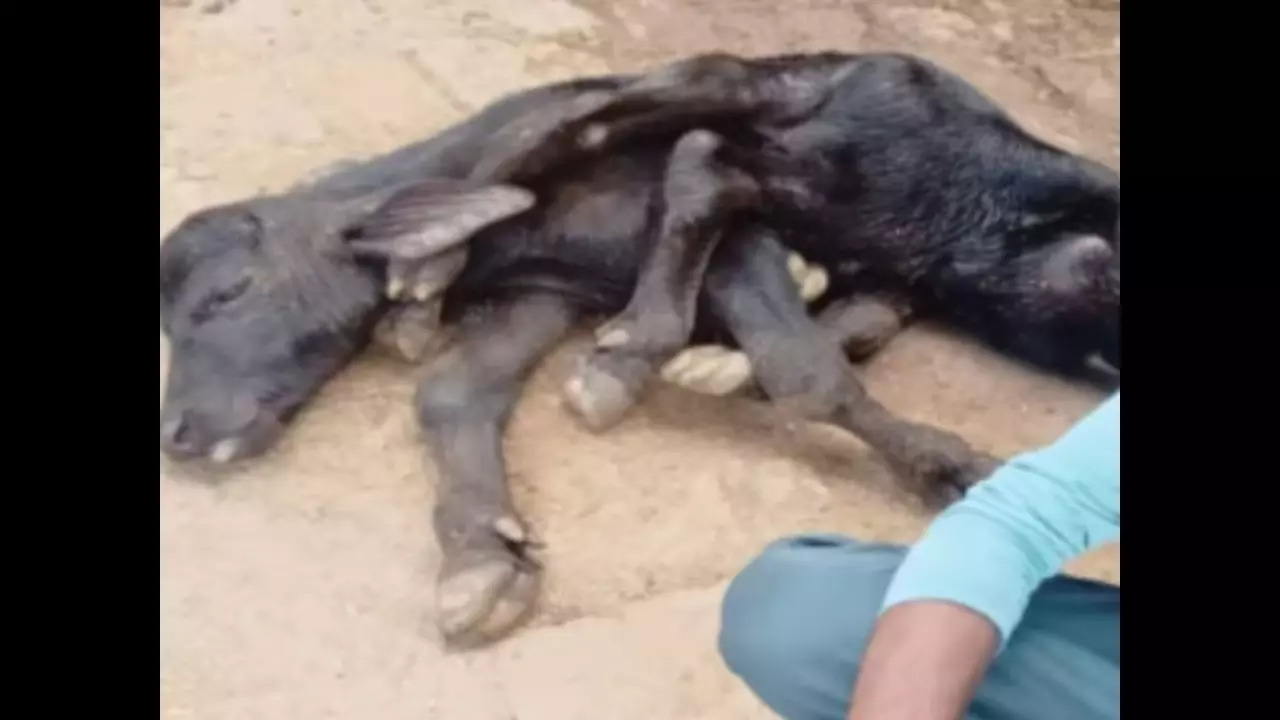 The octopod calf was born to a farmer's buffalo in Modra Karma Chauraha village, Sadar, Ayodhya, UP.