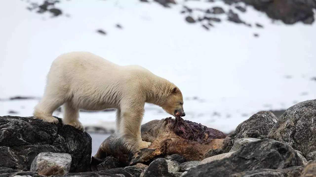 Feeding On Scraps