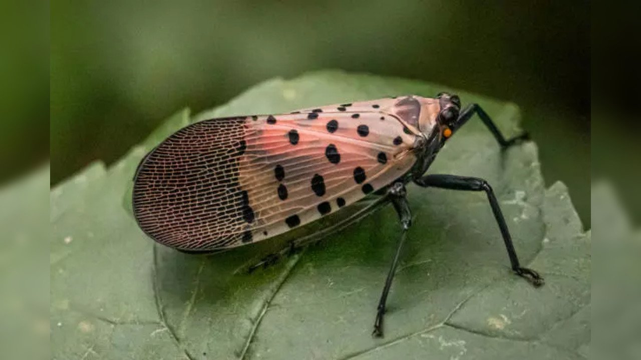 Spotted Lanternfly