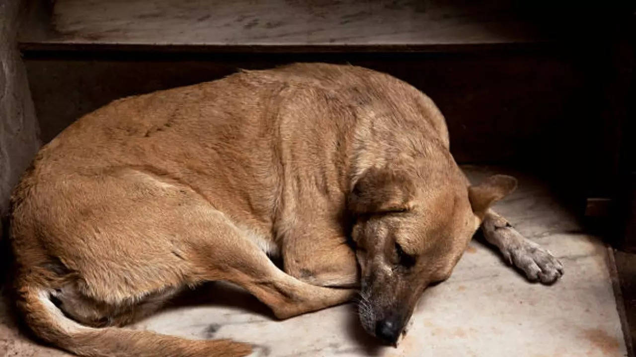 Representative Image: BBMP Launches Pilot Project To Microchip Stray Dogs