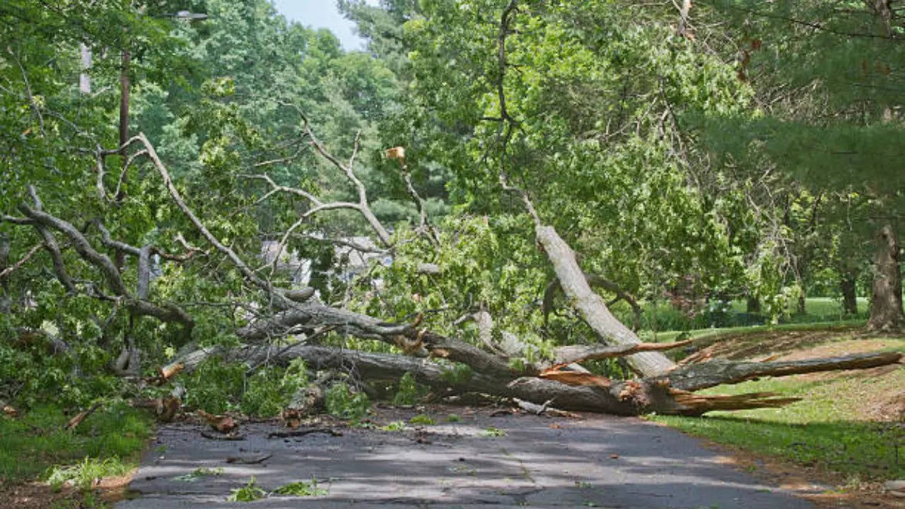 Representative Image: Trees Falling