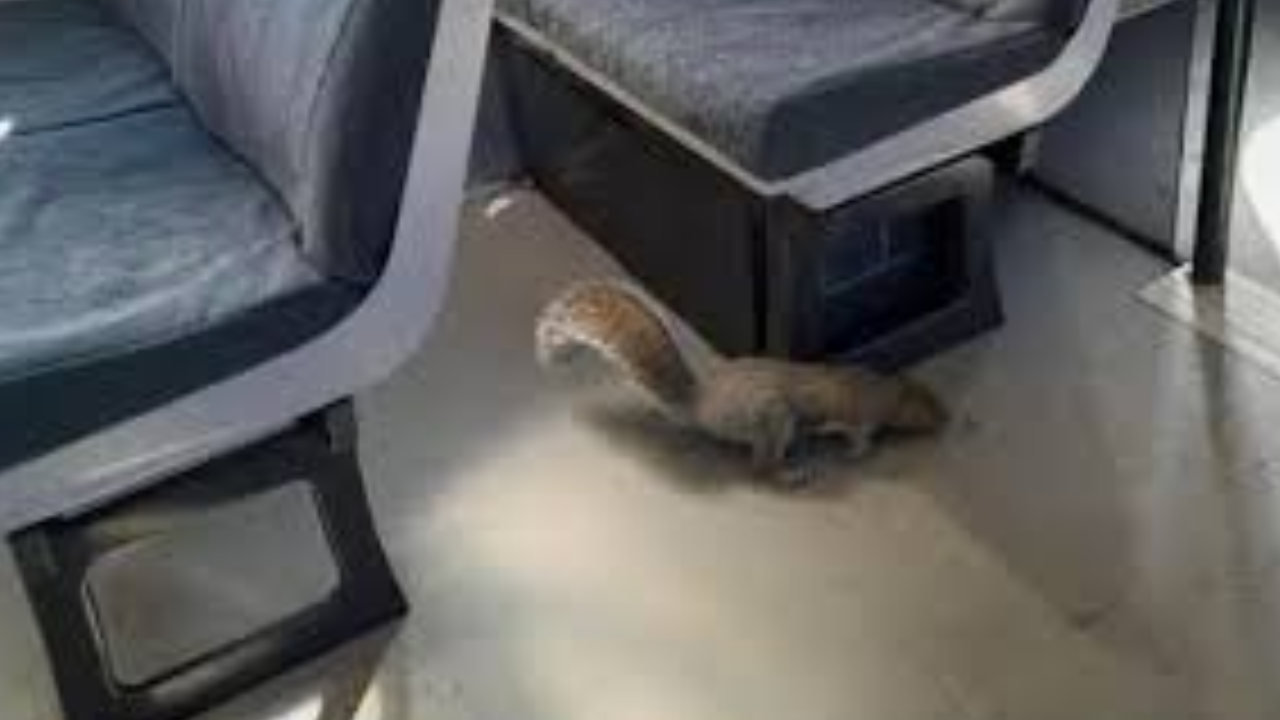 The squirrels boarded the 08:54 BST service from Reading to Gatwick,