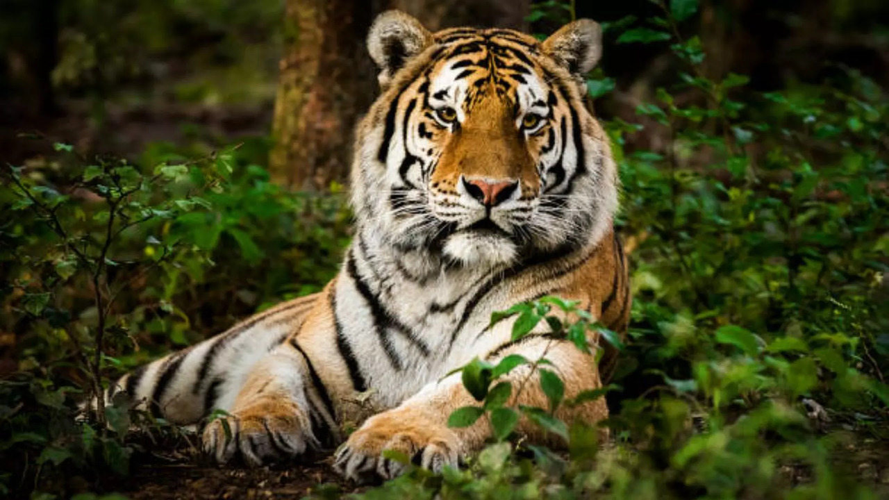 Tiger Roaming Free, Schools Ordered Shut in Pauri District of Uttarakhand