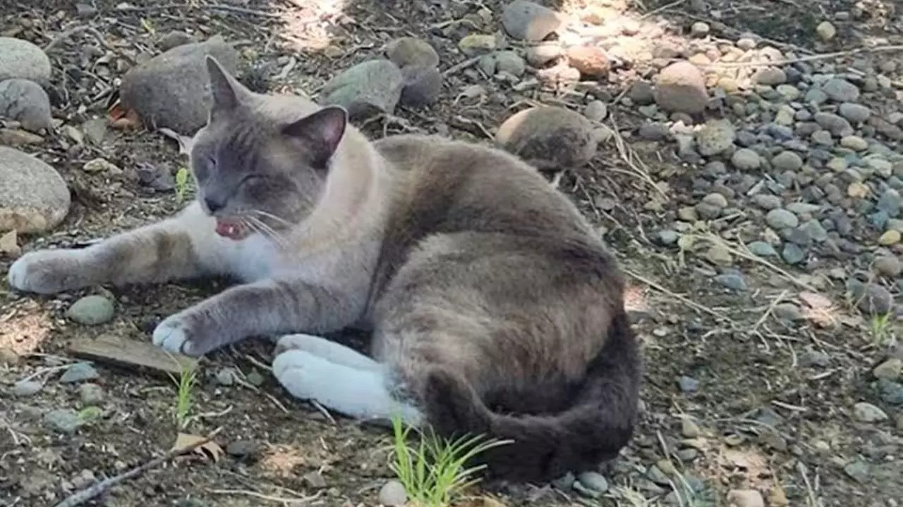 After Two Months and 1,400 km, Lost Cat Reunites with Owners