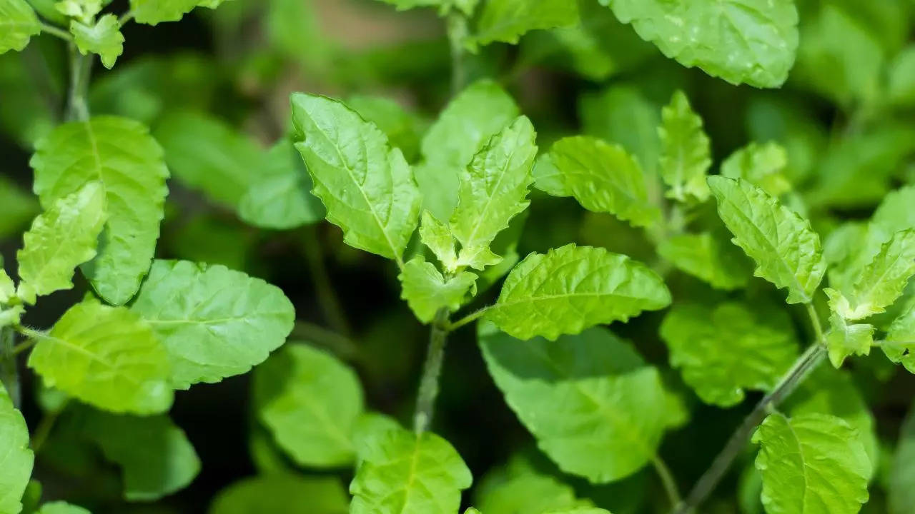 Pitru Paksha 2024 never did this mistake with tulsi