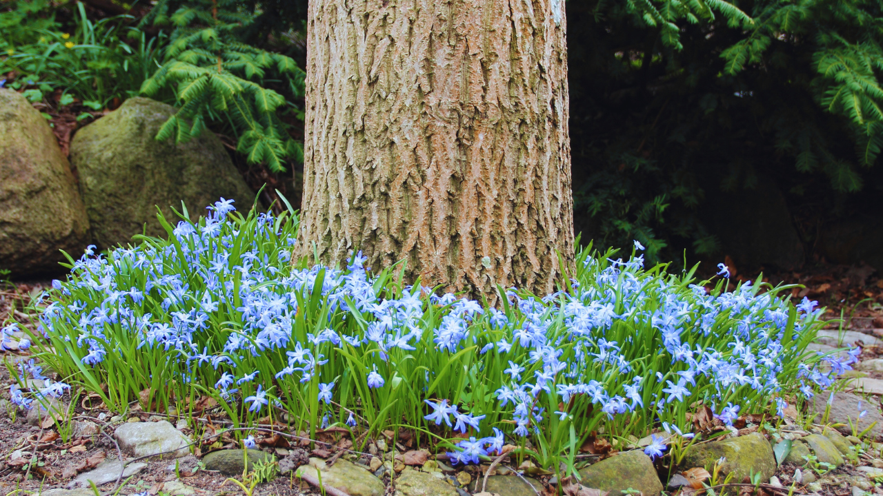 Ideas To Create Beautiful Flower Beds Around Trees