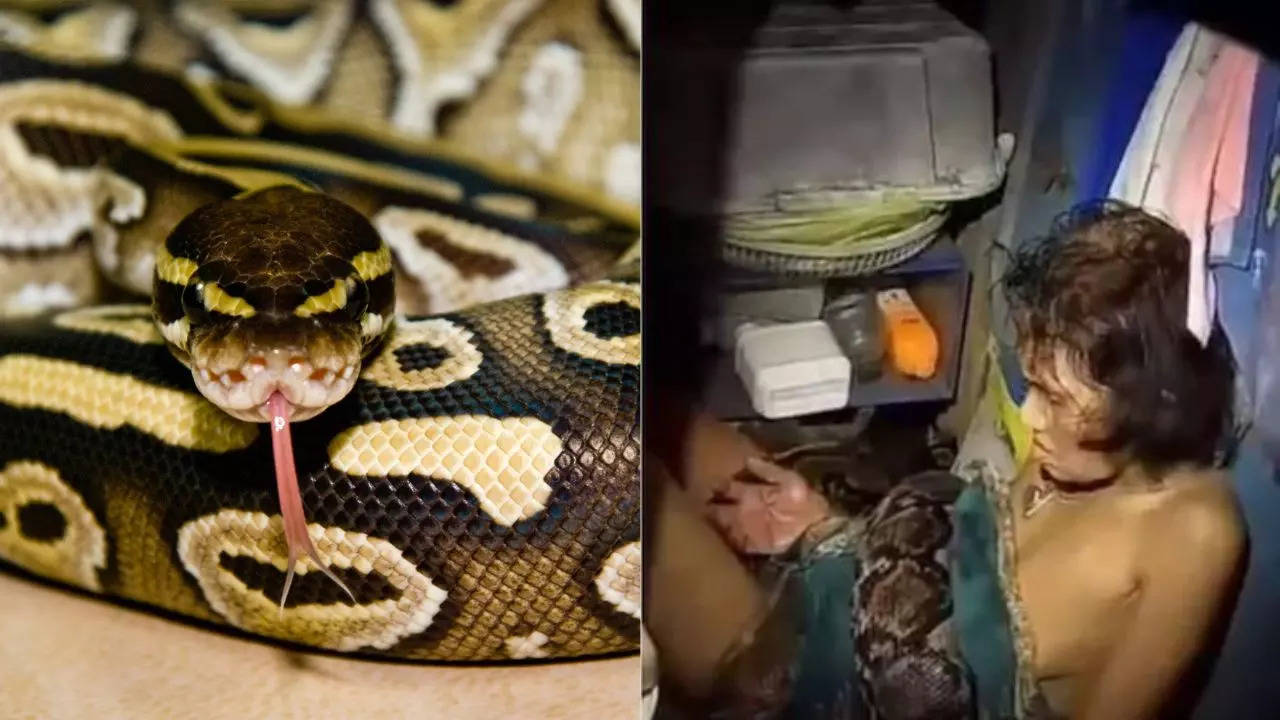 Thailand Woman Attacked Python viral video shows woman was rescued after attacked by huge python