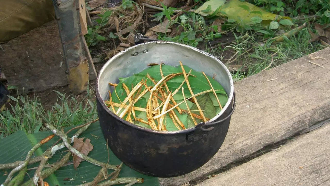 An ayahuasca brew in the early stages of preparation (Image: Wikipedia)