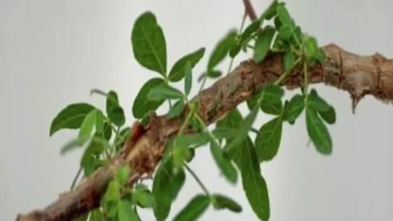 The leaves of the Sheba tree (Image: Guy Eisner/Communications Biology)