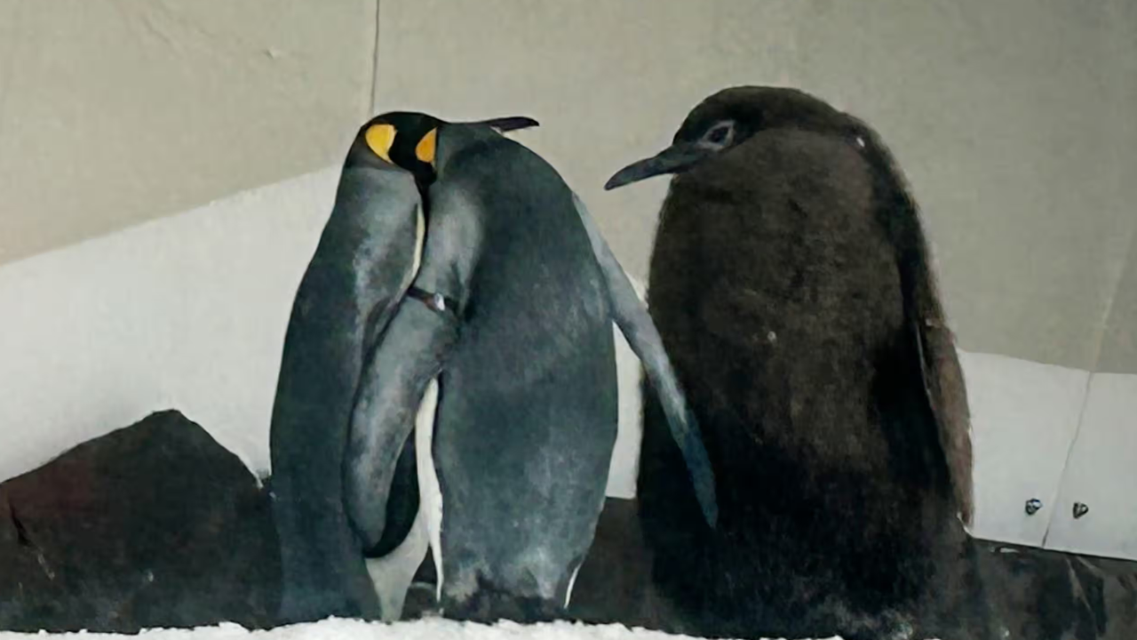 The baby penguin is about to start fledging, shedding much of its current weight. (Photograph: Rod McGuirk/AP)