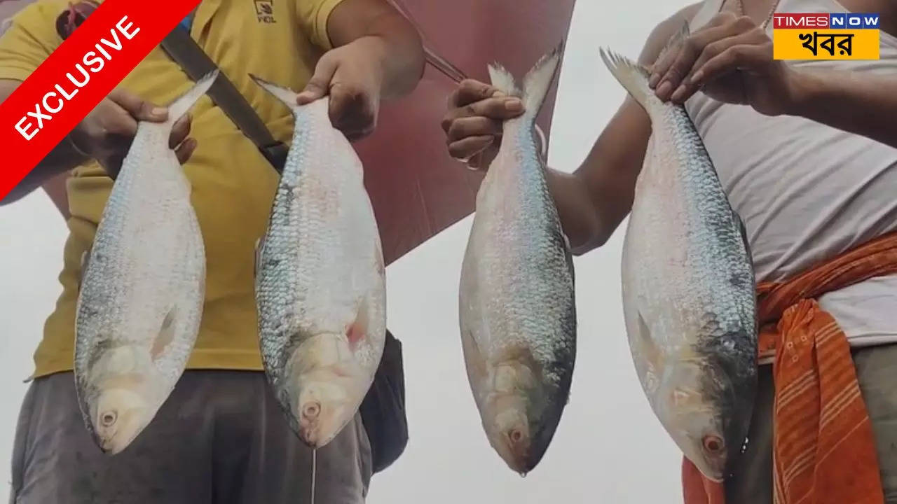 Bangladeshi Hilsa fish is exporting to west Bengal today know the price rate (3)