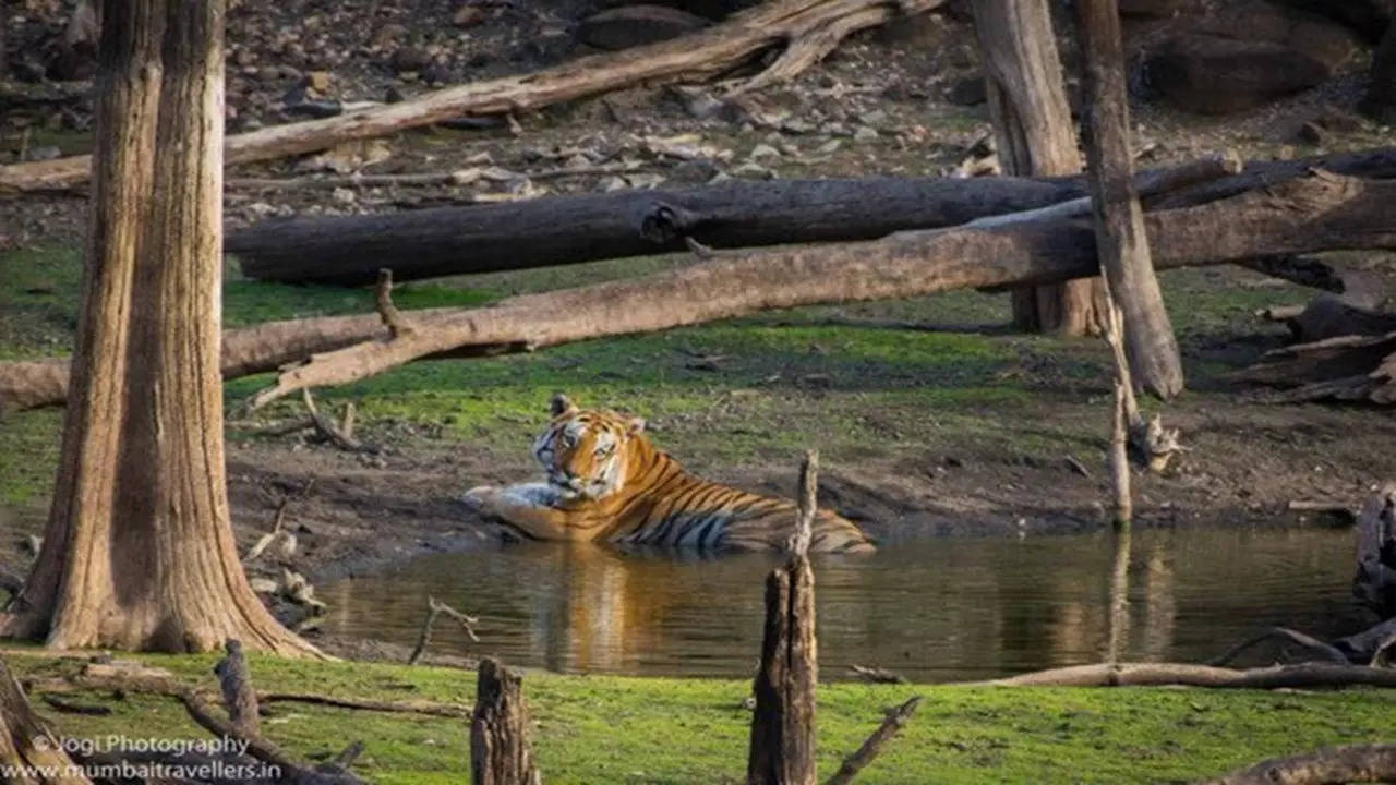 National parks in India (Photo: Quora)