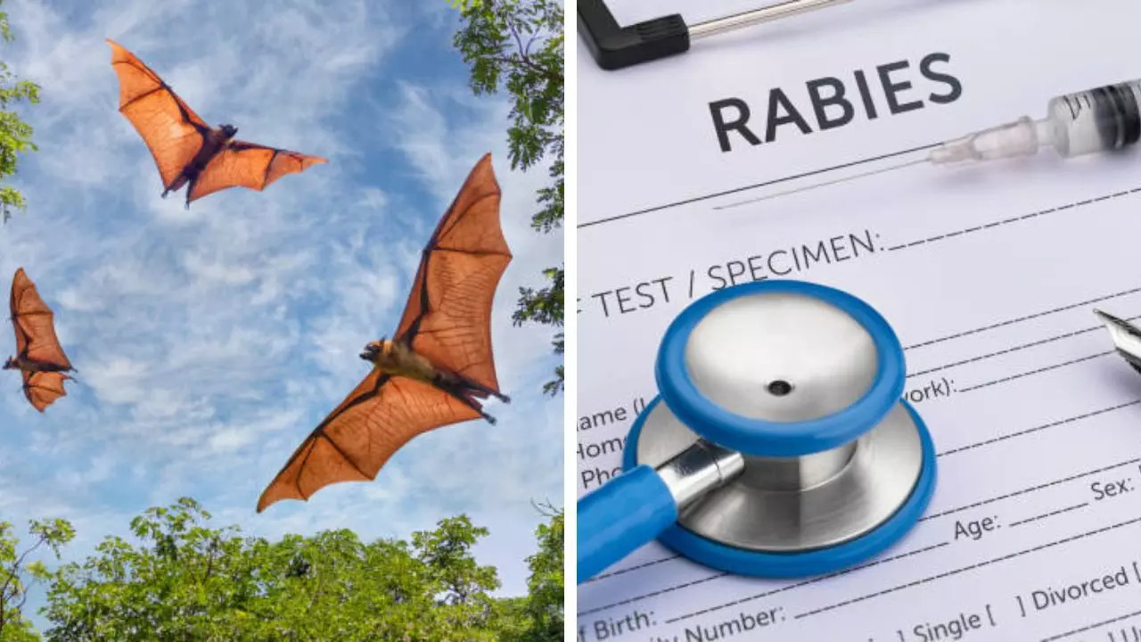 Minnesota Reports Rare Human Death From Rabies