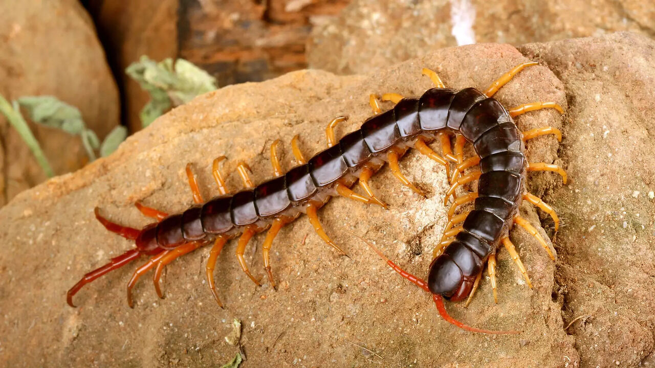 ಜರಿ(Centipede) ಮನೆಯೊಳಗೆ ಕಾಣಿಸಿಕೊಂಡರೆ ಅನಾಹುತ ಗ್ಯಾರಂಟಿನಾ ? ಅಥವಾ ಅದೃಷ್ಟನಾ ...