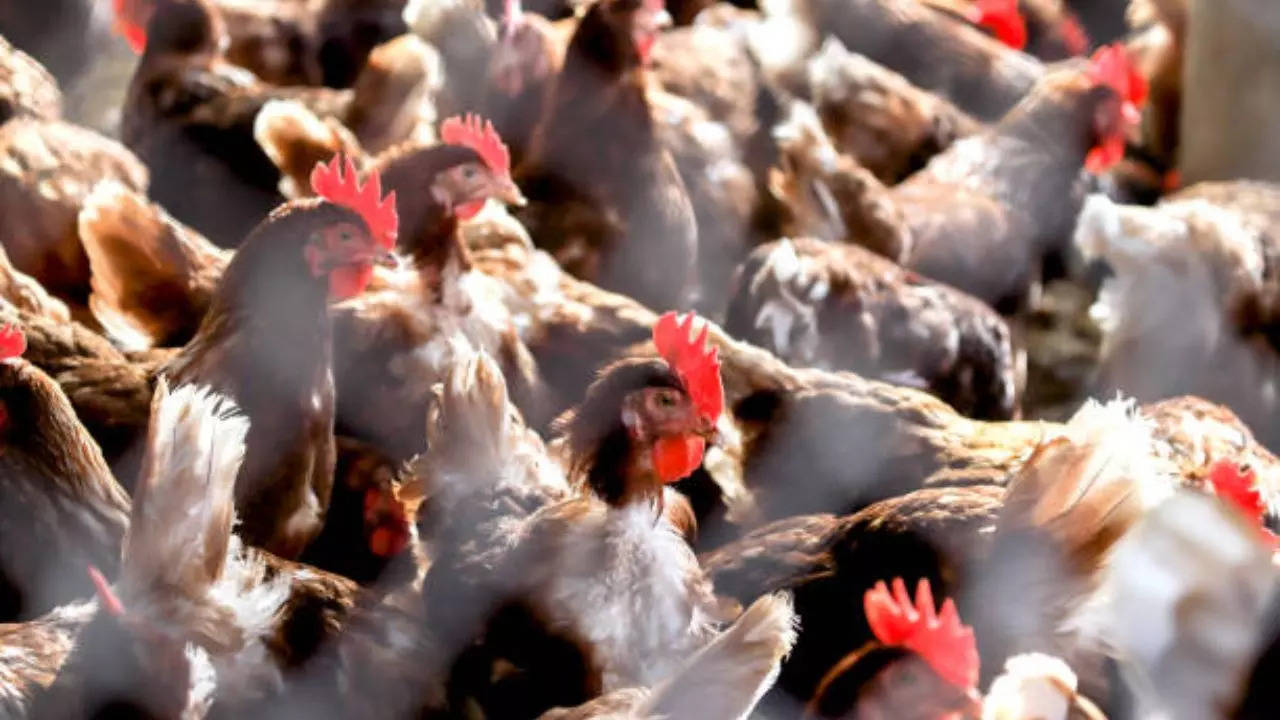 Four More Health Care Workers Linked To Missouri Bird Flu Case Reported Respiratory Symptoms