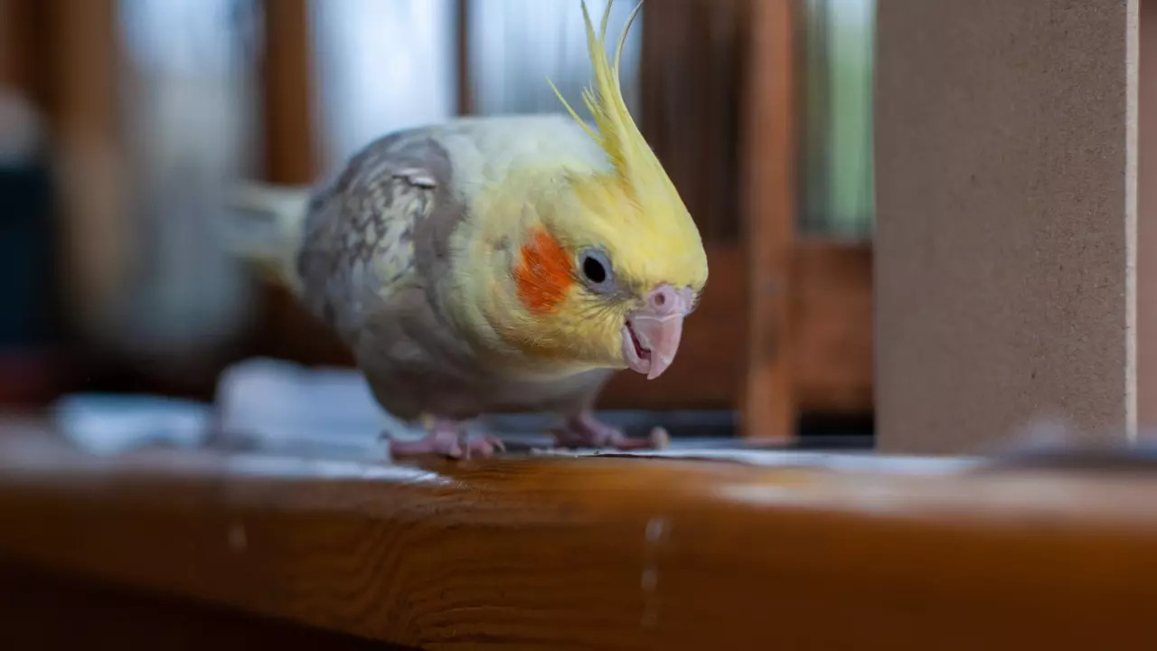 Stormageddon, the parrot, verbalised what his human parent used to say when he'd freak out.