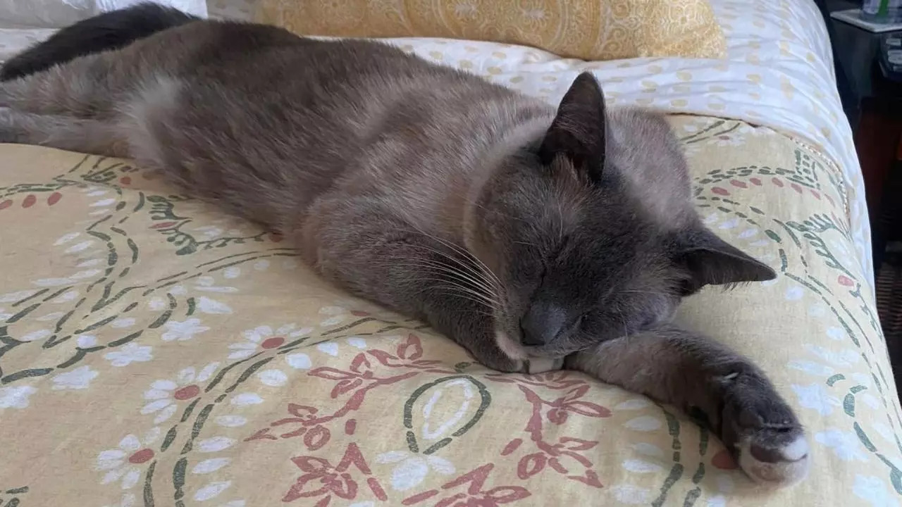 Meet This Cat Who Travelled 1,287km In 60 days To Return Home