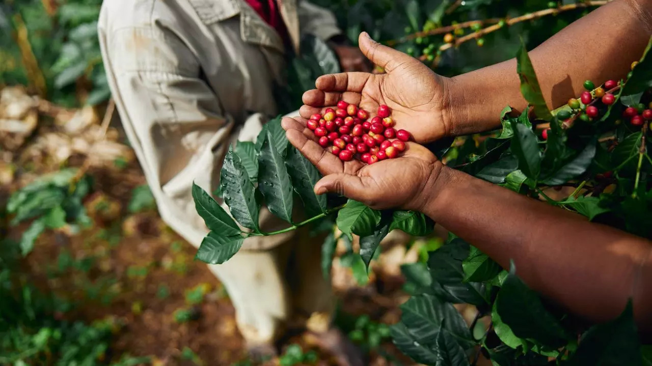 International Coffee Day: Six Places That Must Be On Every Coffee Lover’s Bucket List. Credit: iStock