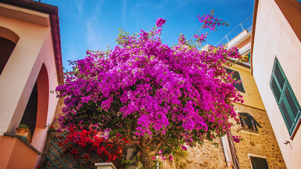 How To Plant and Grow Healthy Bougainvillea Vines