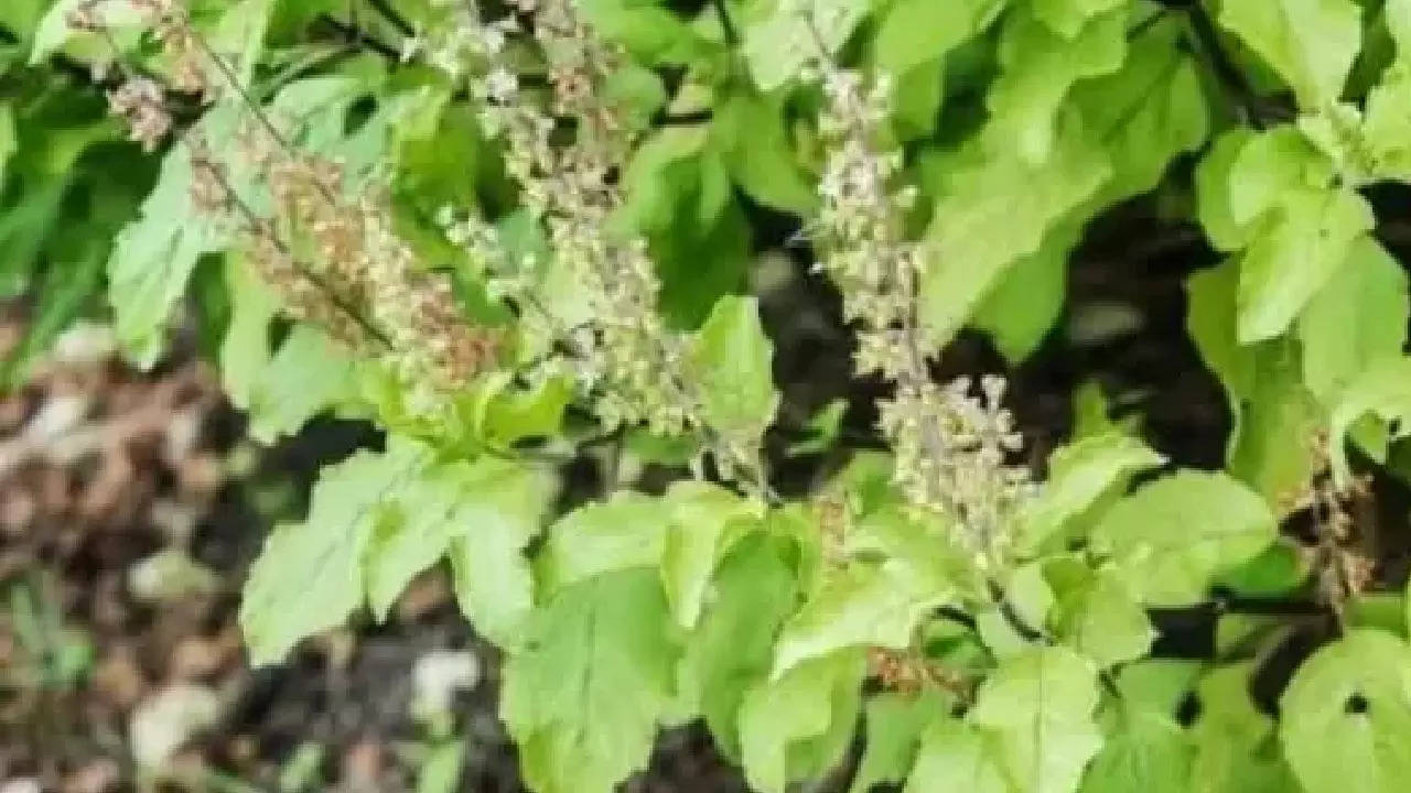 Tulsi Benefits (Photo: Quora)