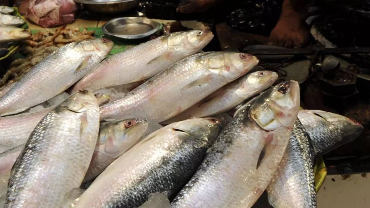 Hilsa