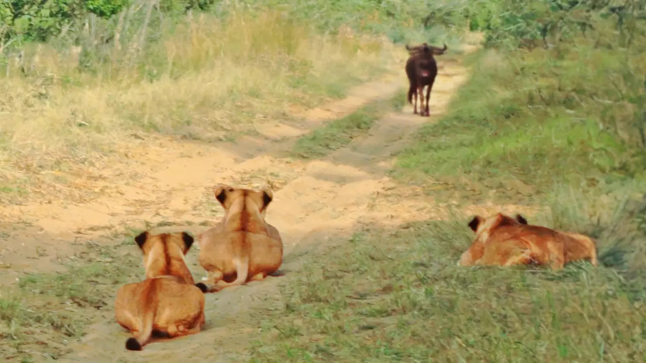 Unsuspecting wildebeests walk up to a pride of a lionesses, unaware there's one lying in ambush.