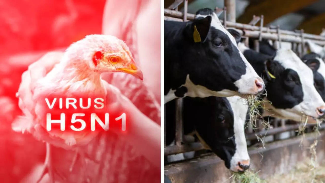 Two California Dairy Workers Were Infected With Bird Flu, Latest Human Cases in US 