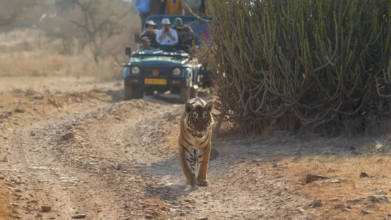 hese National Parks In Madhya Pradesh Are Now Open. Credit: Canva