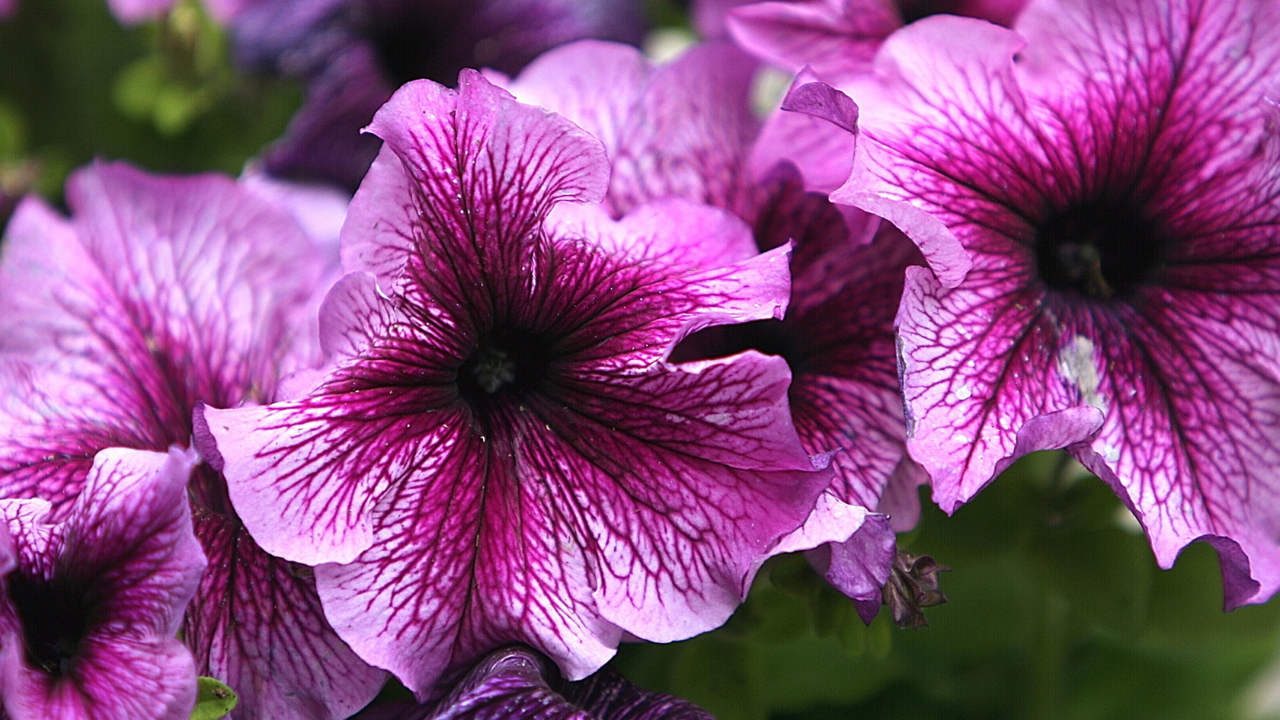 How to Grow Colourful and Healthy Petunia Flowers in Pots