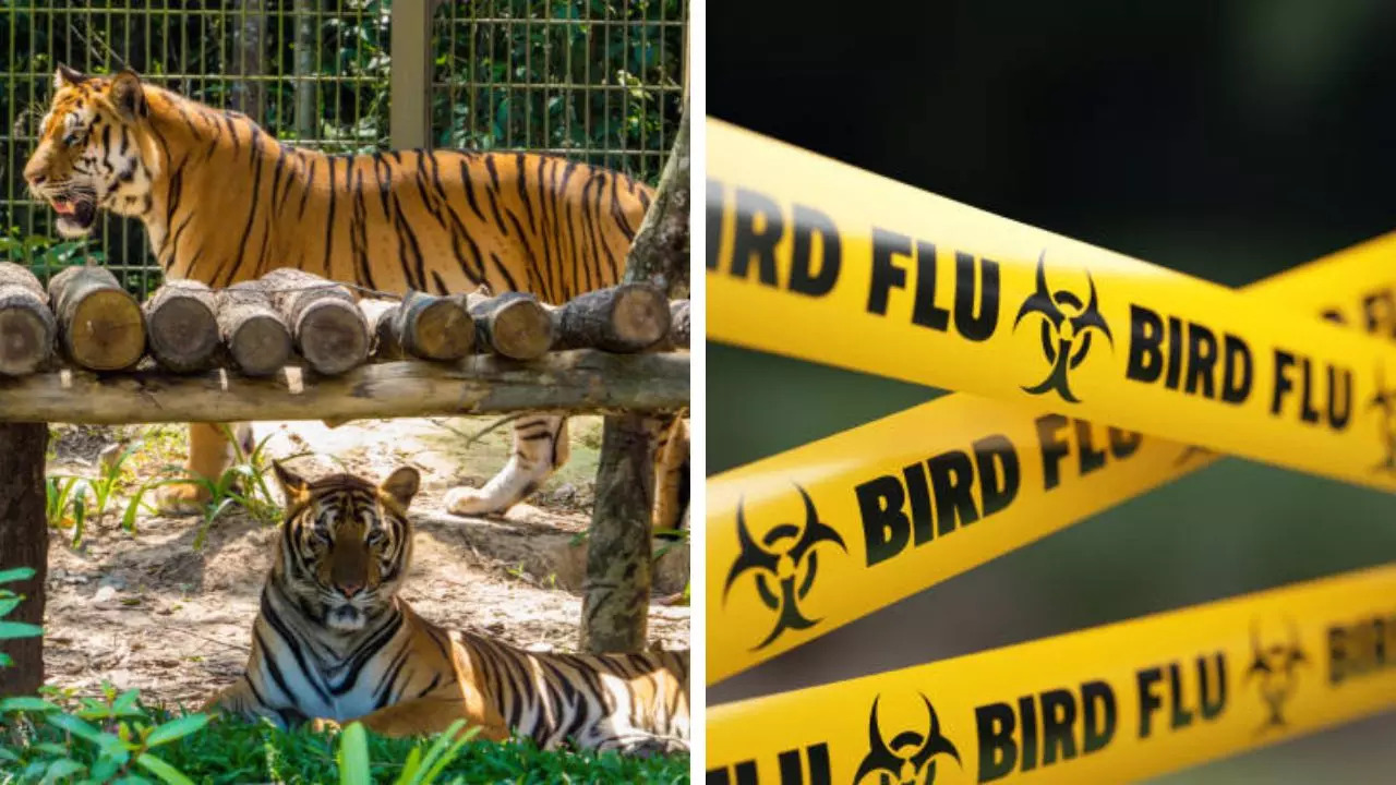 Bird Flu Outbreak Kills Dozens of Zoo Tigers in Southern Vietnam