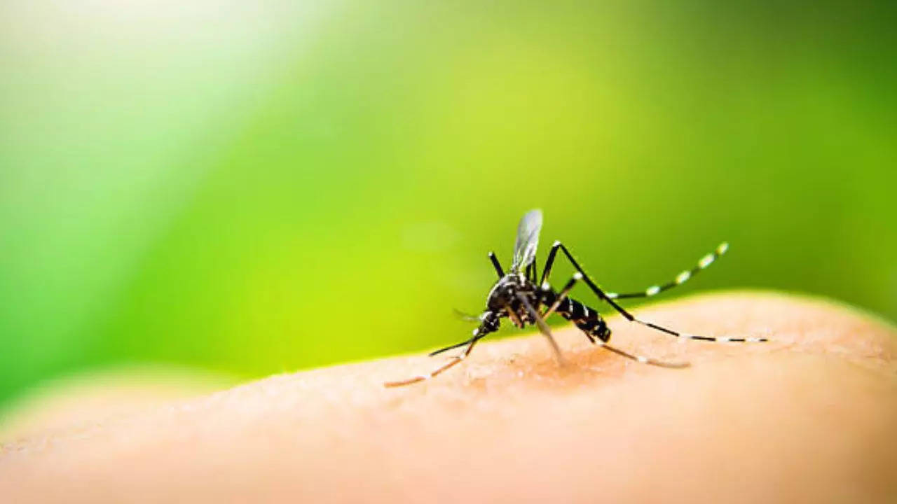 Dengue Cases On Rise Globally: WHO Initiates Action To Tackle Mosquito-Borne Diseases