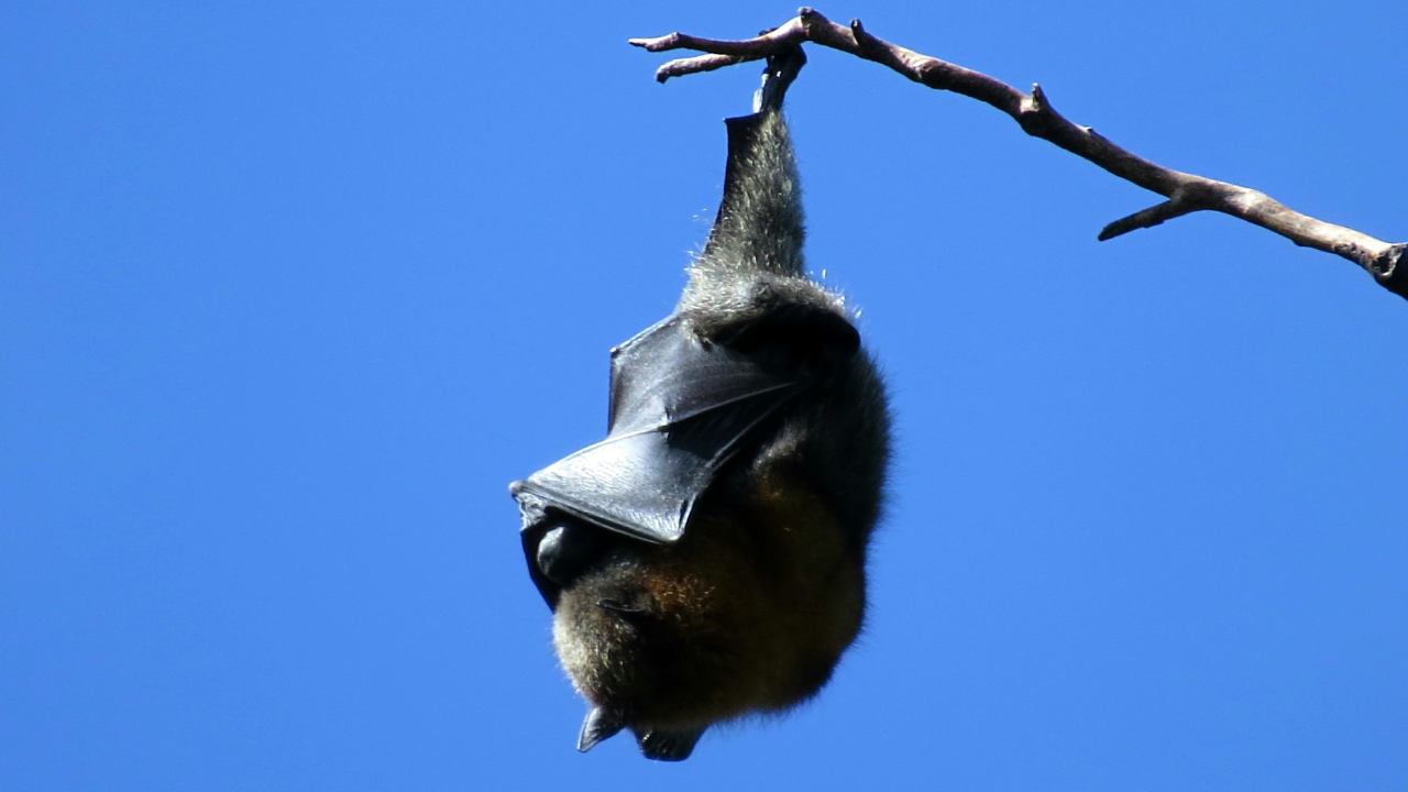 Bat 