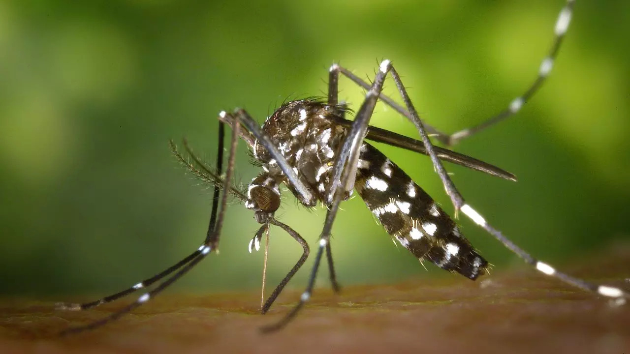 Increase In Dengue, Chikungunya Cases In Delhi