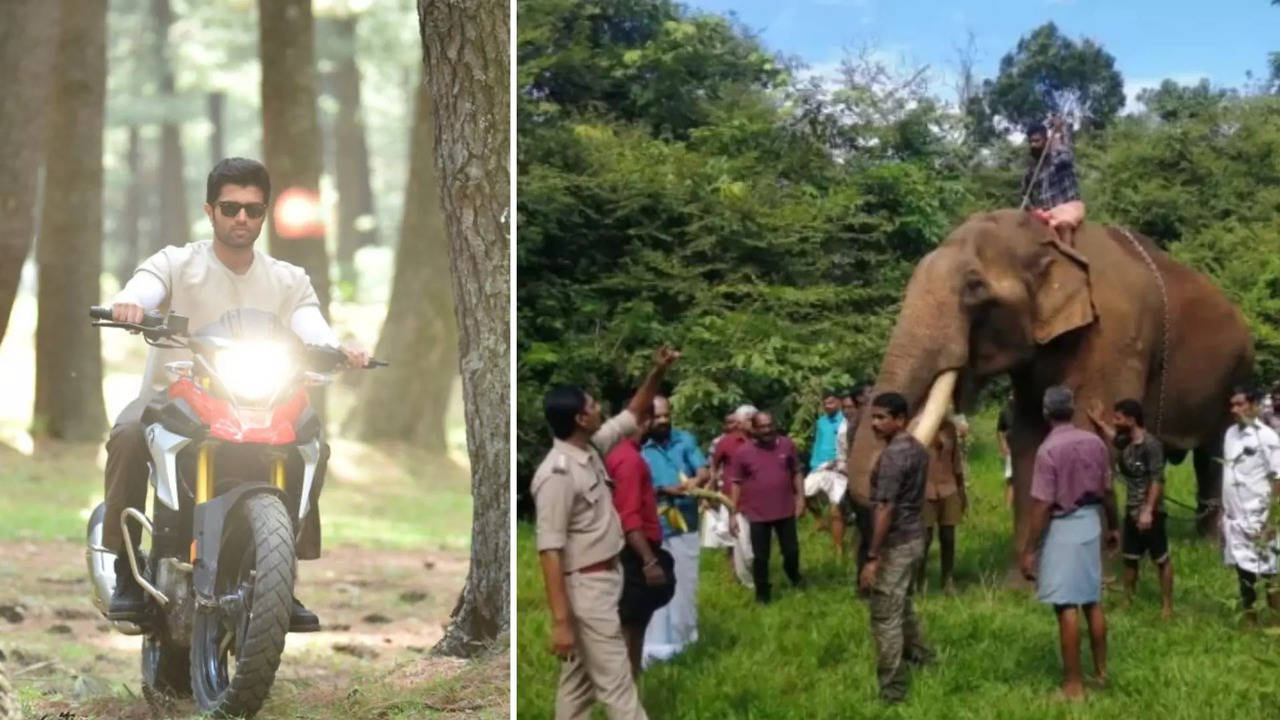 Elephant Encounter