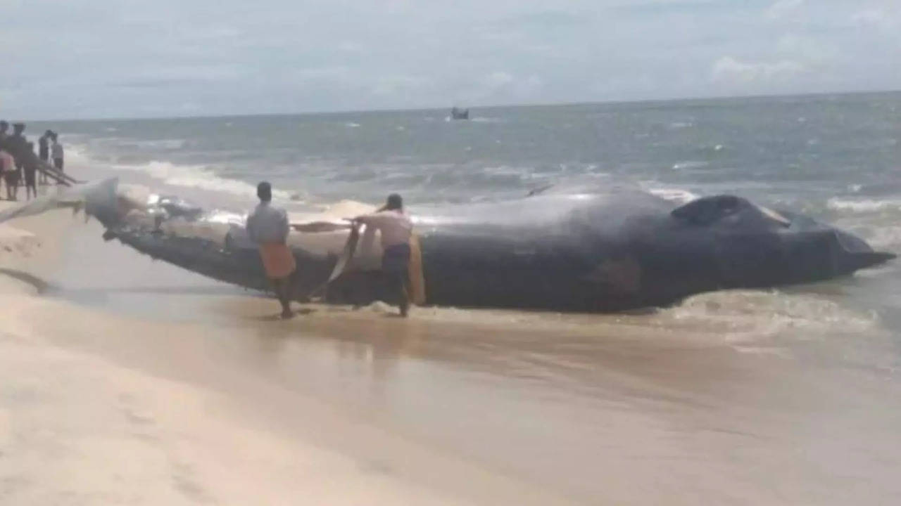 Alappuzha Dead Whale