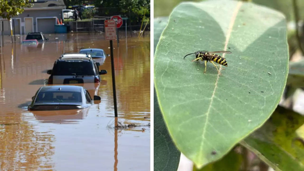 North Carolina Officials Distribute EpiPens As Yellow Jackets, Bees Swarm After Helene Flooding