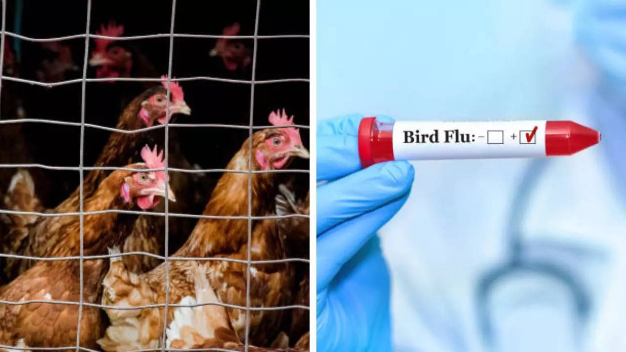 US experts waiting for antibody test results to know how bird flu is spreading in the US