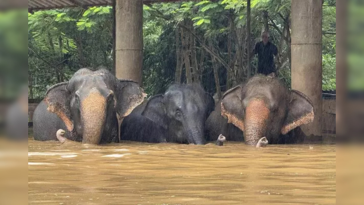 Elephants walk amid rising water levels in Thai sanctuary